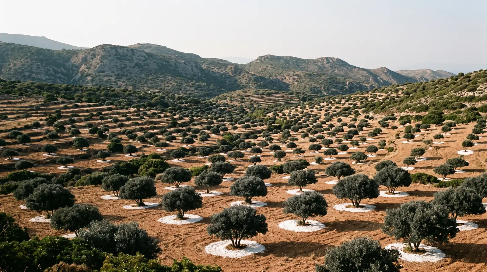 Low, round mastic trees in rows on a slope in the south of Chios, each standing in a swept circle of white earth on red soil